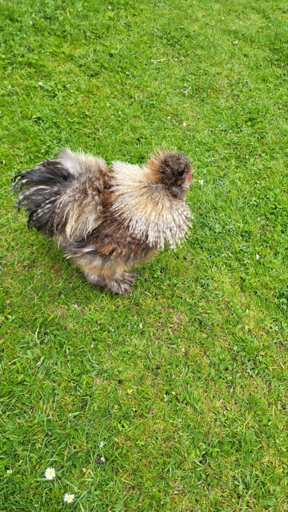 Gratis Lief zijdehoender Haantje, Dieren en Toebehoren, Mannelijk, Kip