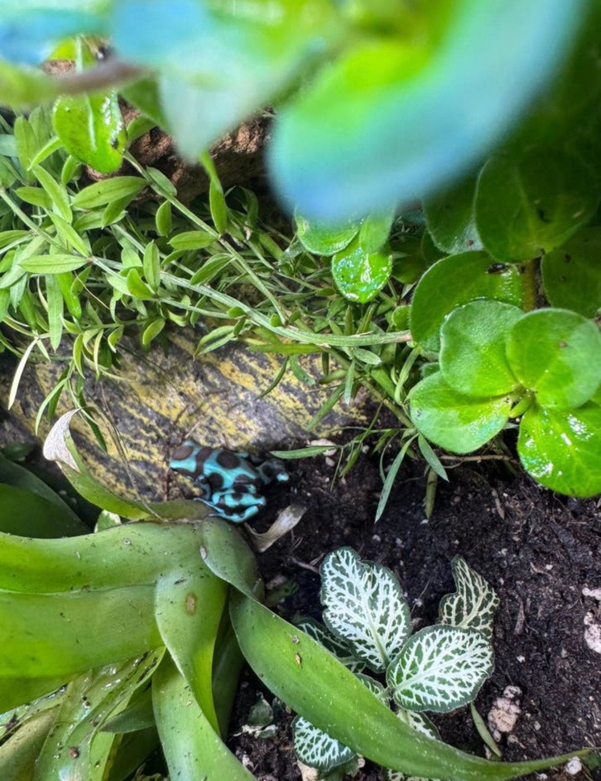 * Dendrobates auratus (Costa Rica en Blue & Bronze), Dieren en Toebehoren, Amfibie, 0 tot 2 jaar