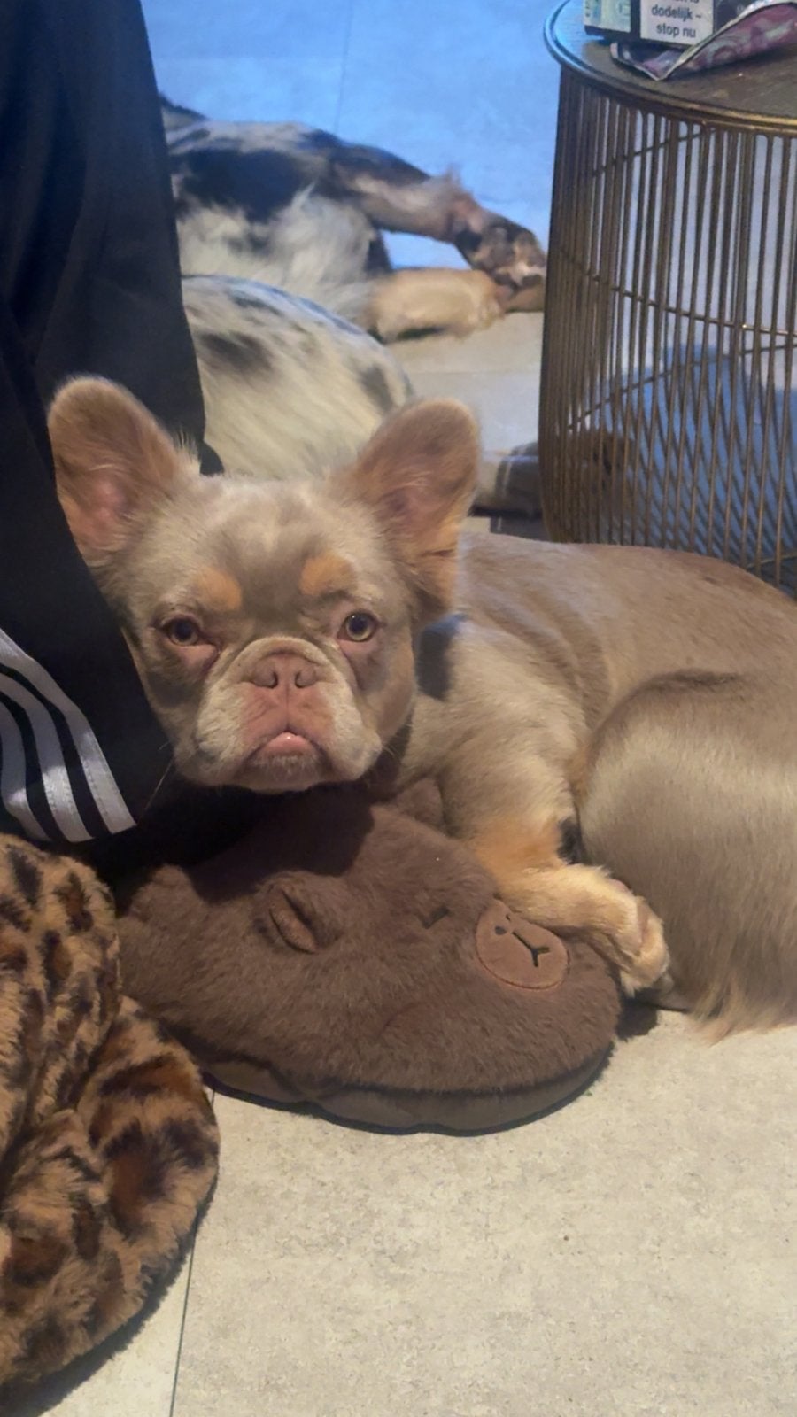Fluffy Franse Bulldogs! ️, Dieren en Toebehoren, Honden | Bulldogs, Pinschers en Molossers, 8 tot 15 weken, Parvo, Bulldog, Meerdere
