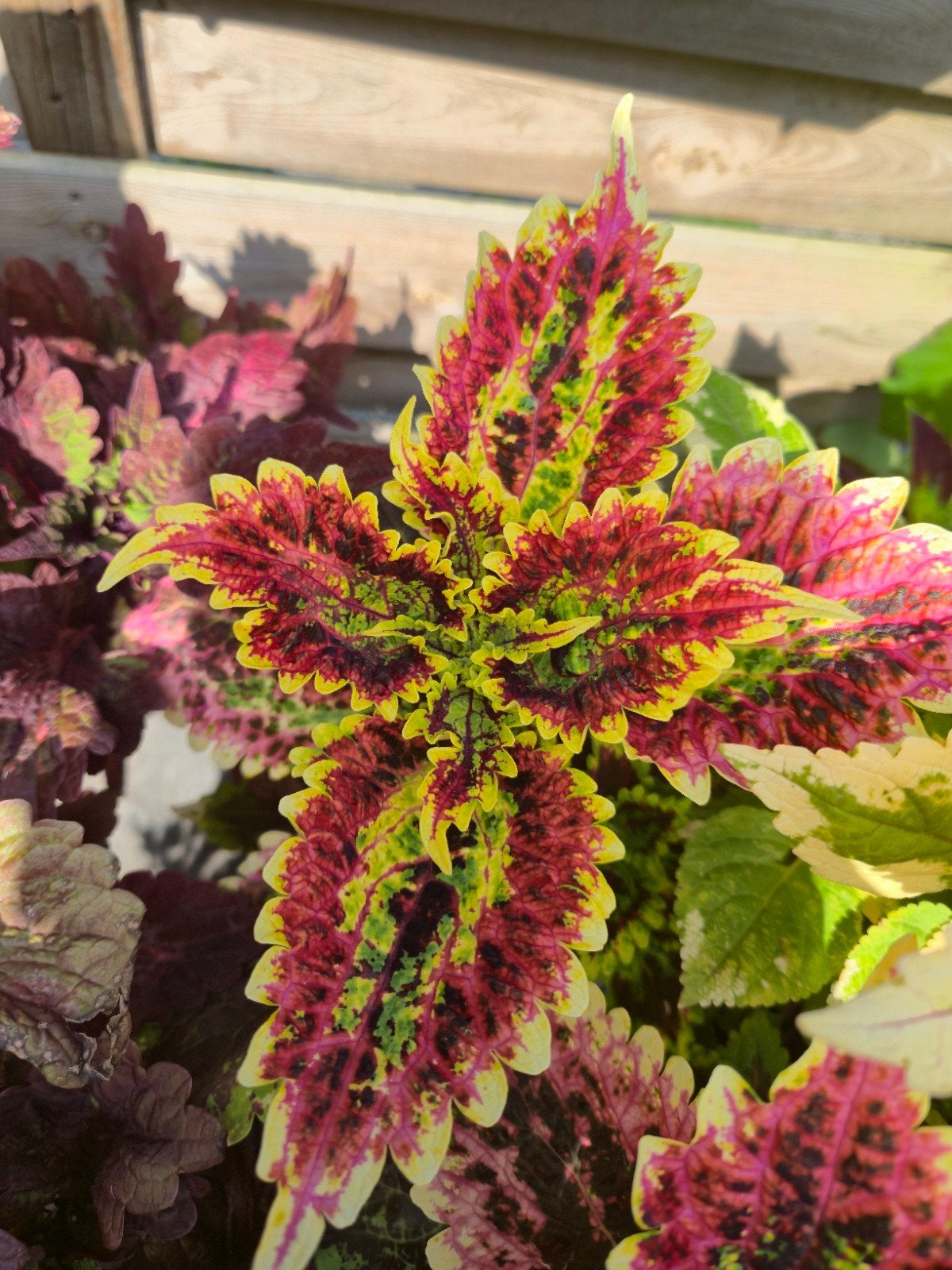 coleus siernetel stekje, Ophalen of Verzenden, Halfschaduw, Minder dan 100 cm