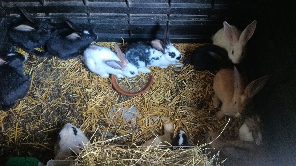 Reuze vlinder, Dieren en Toebehoren, Konijnen, Meerdere dieren, Groot, 0 tot 2 jaar