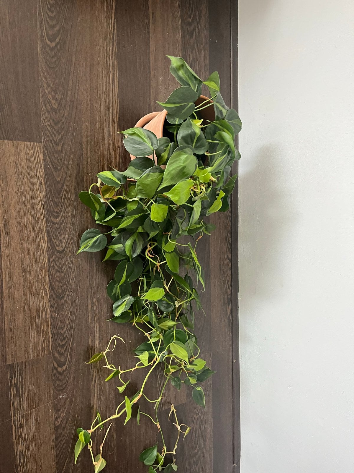Philodendron hederaceum 'Brasil' - Hangplant, Ophalen, Vaste plant, Bloeit niet, Halfschaduw