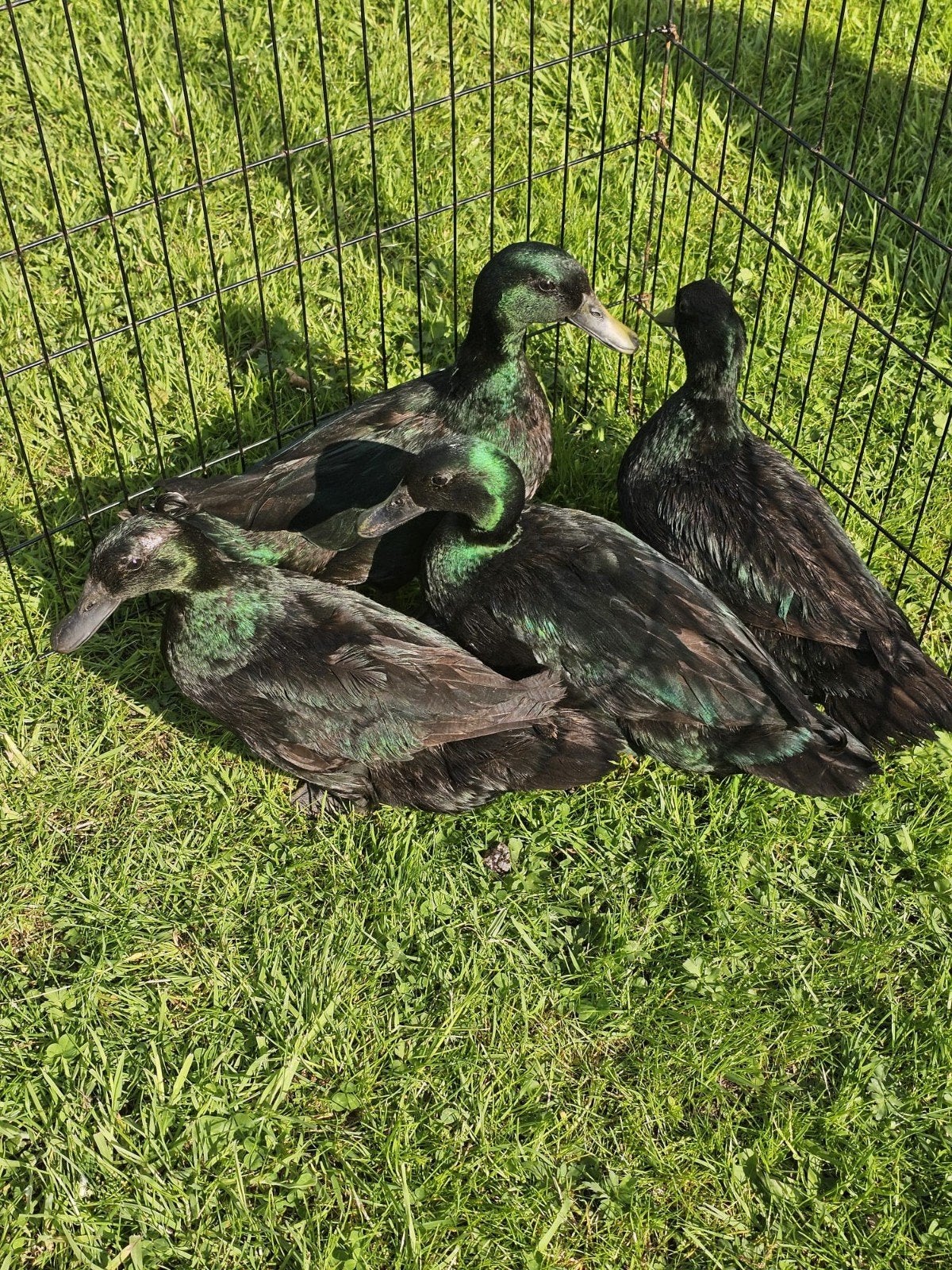 Mooie smaragd eenden te koop., Meerdere dieren, Eend