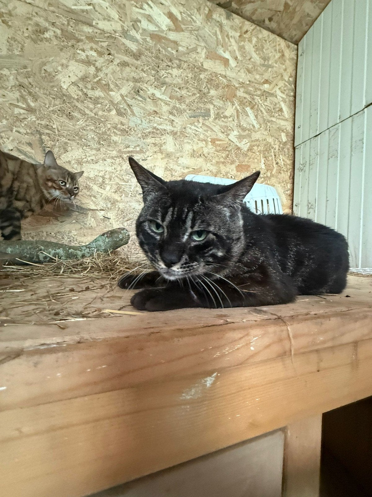 bengaal kater, Dieren en Toebehoren, Kater