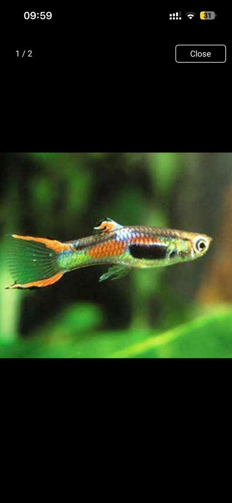 Endler guppen guppies, Vis