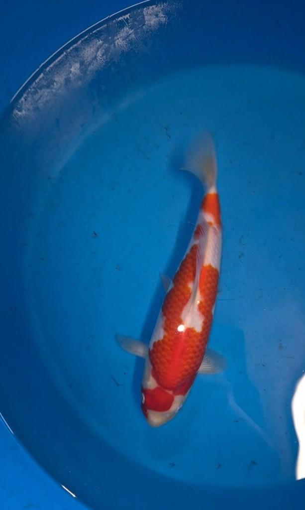 prachtige Kohaku, Karper of Koi