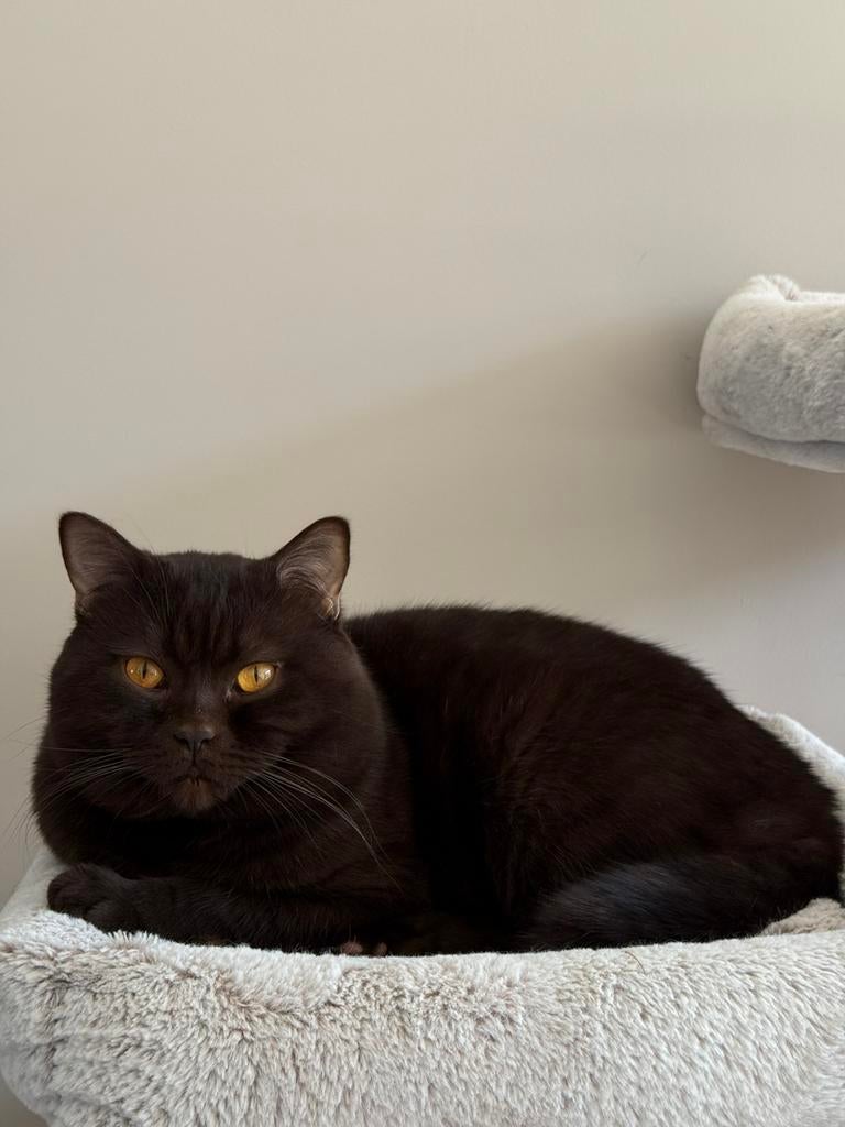 !Dekkater! Britse Korthaar chocolate brown met gouden ogen, Dieren en Toebehoren, Kater, Gechipt