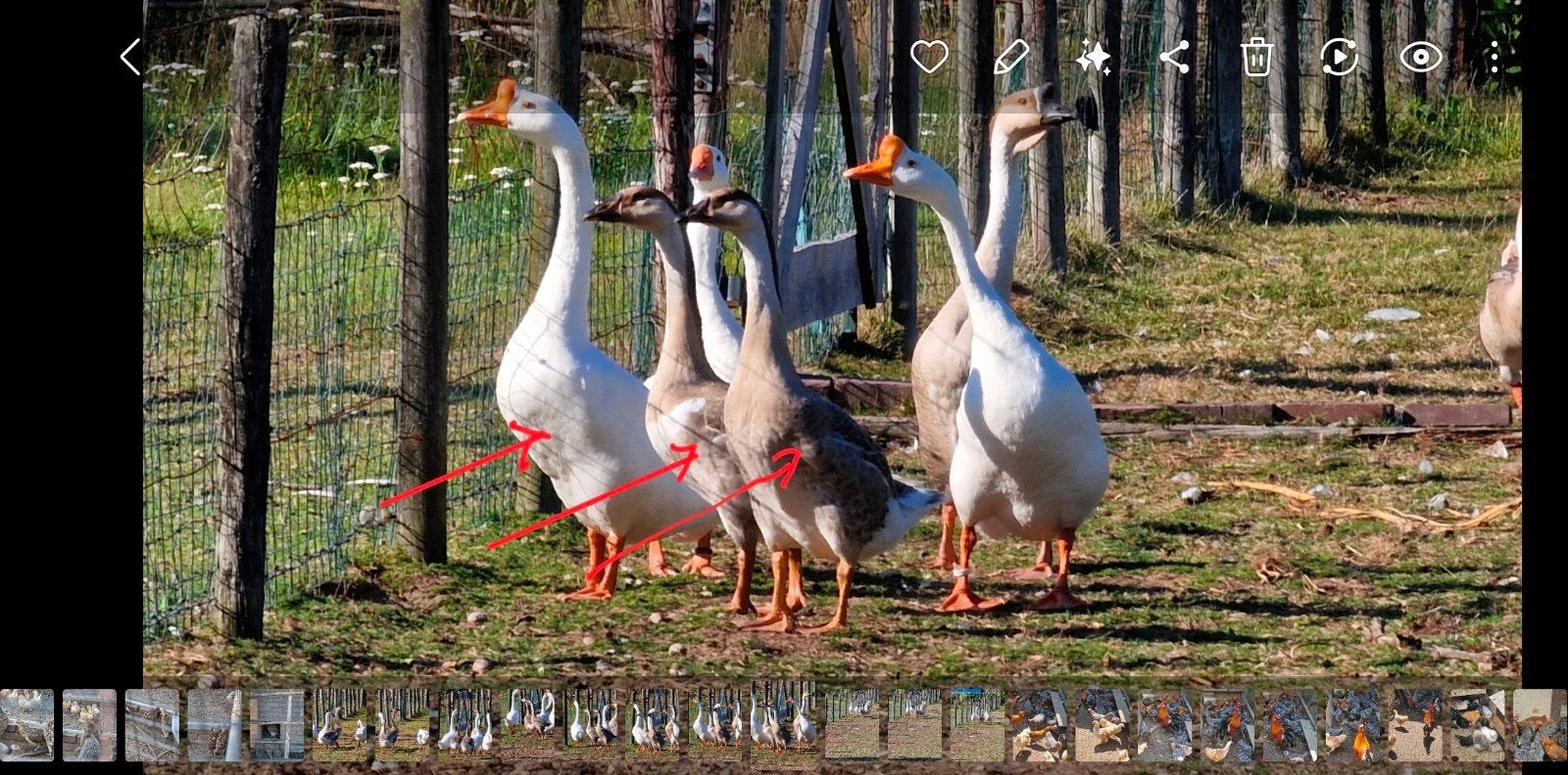 Chinese knobbelganzen wit, bont en wildkleur, Meerdere dieren, Overige soorten