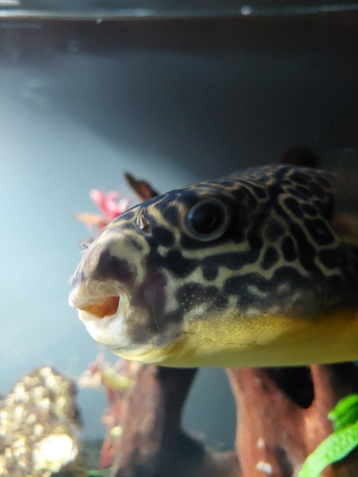 mbu kogelvis, Dieren en Toebehoren, Vis, Zoetwatervis