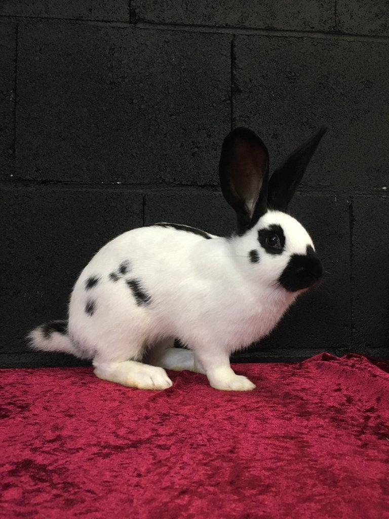 Groot Lotharinger konijn (gekeurd - ingeënt), Dieren en Toebehoren, Mannelijk, Groot, 0 tot 2 jaar