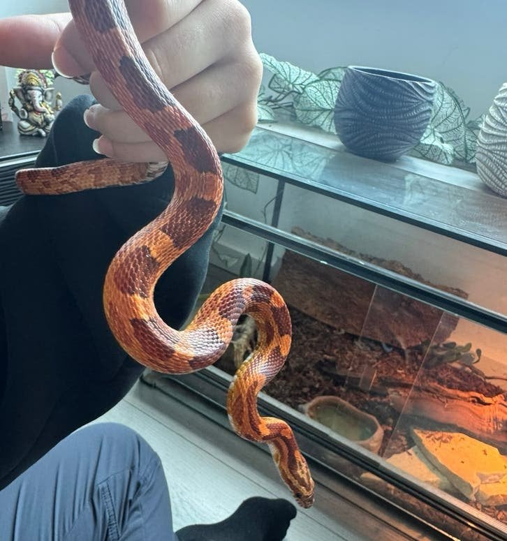 Rattenslangen met terrarium te koop Rat Snake - unknown for sale from Esmaray van gils