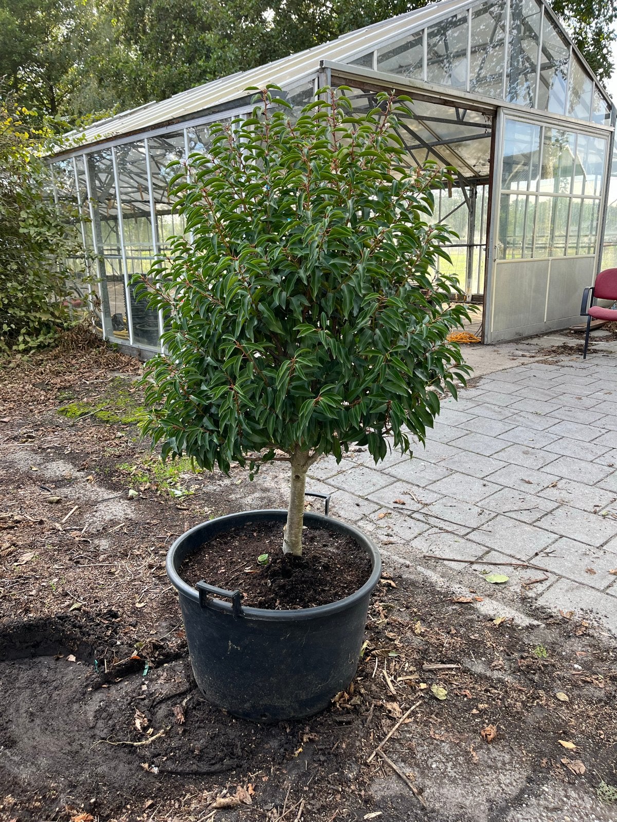 Groene Bolboom in pot - 125-135  cm hoog, Bloeit niet, Ophalen of Verzenden, 100 tot 250 cm, Volle zon