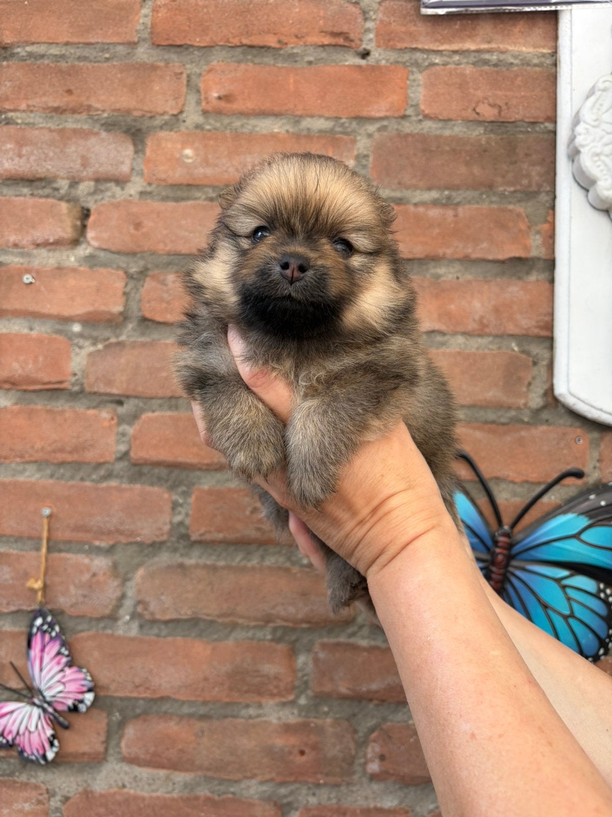 Pomeriaan pups, Parvo, Overige rassen, 8 tot 15 weken, Teef