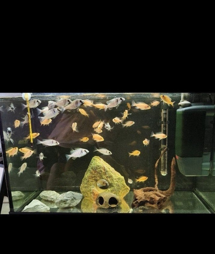 Placidochromis Electra 4a5 cm Malawi Cichliden, Vis