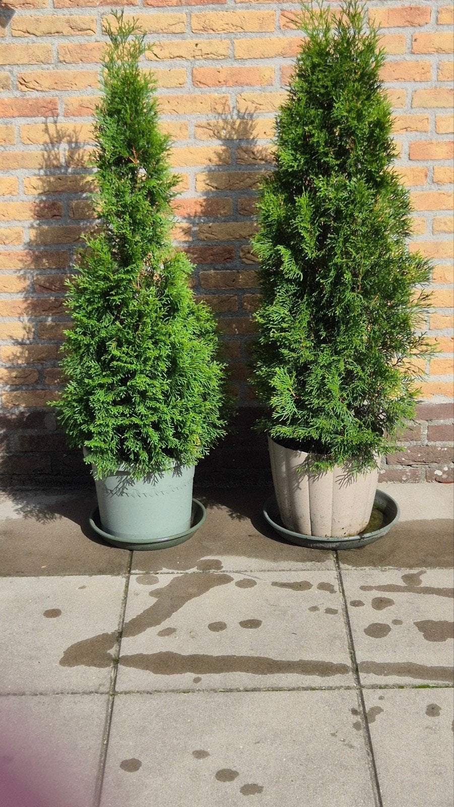 2 Thuja Smaragd coniferen, Ophalen, Conifeer, Struik, 100 tot 250 cm