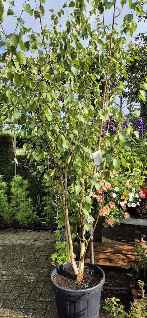 Te Koop  MEERSTAMMIGE BERK, Tuin en Terras, Planten | Bomen, Bloeit niet, Halfschaduw, Overige soorten, 100 tot 250 cm