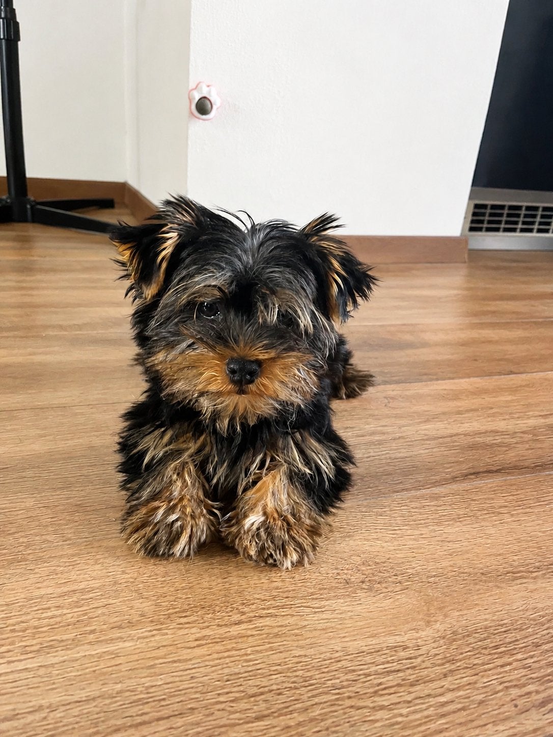 Prachtige yorkshire terrier pup te koop, Dieren en Toebehoren, Yorkshire Terriër, Particulier, 8 tot 15 weken, Buitenland