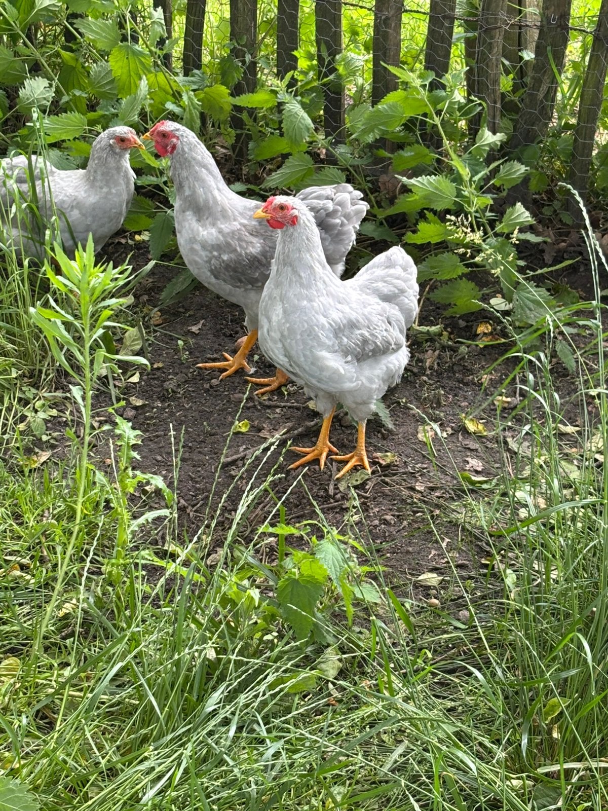Wyandotte kriel jong haantje, Dieren en Toebehoren, Pluimvee, Mannelijk, Kip