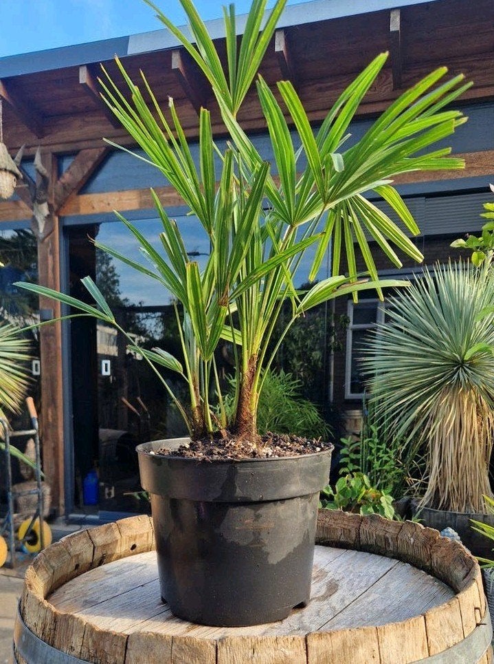 Trachycarpus Fortunei Palmboom Dubbelstammig, Tuin en Terras, Volle zon, Vaste plant, Bloeit niet, Ophalen