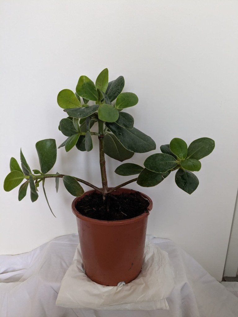 Kamerplant  - Clusia - 45 cm, Overige soorten, Minder dan 100 cm, Groene kamerplant, Halfschaduw