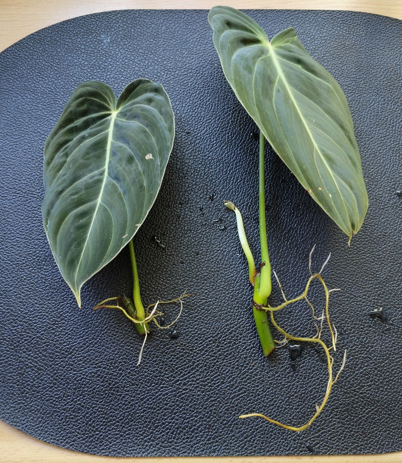 Philodendron Melanochrysum stekje met wortels, Groene kamerplant, Ophalen, Halfschaduw, Minder dan 100 cm
