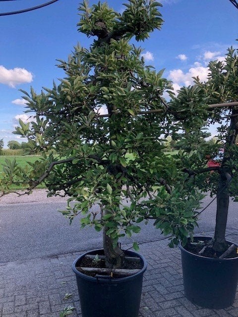 Nieuw binnen, Oude Elstar Appelbomen 25-30 jaar oud!! P.O.A., Lente, Volle zon, Ophalen of Verzenden, Appelboom