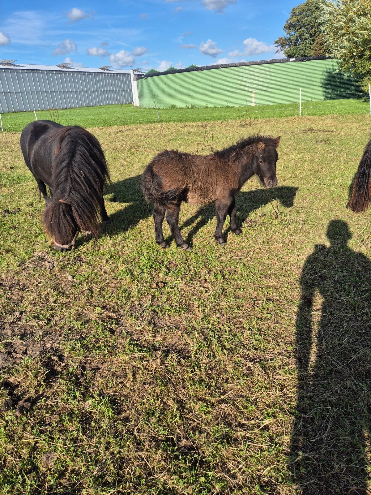 shetlander hengstveulen, Dieren en Toebehoren, Mannelijk, 0 tot 2 jaar