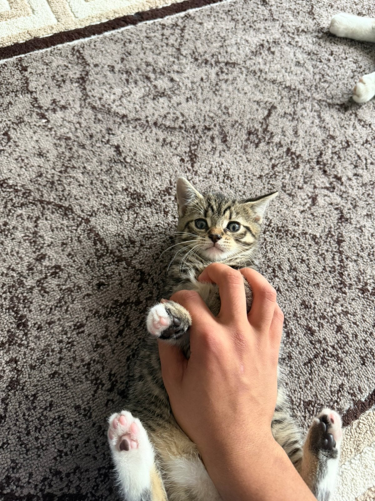 Poes te koop, Dieren en Toebehoren, Katten en Kittens | Raskatten | Korthaar, Poes