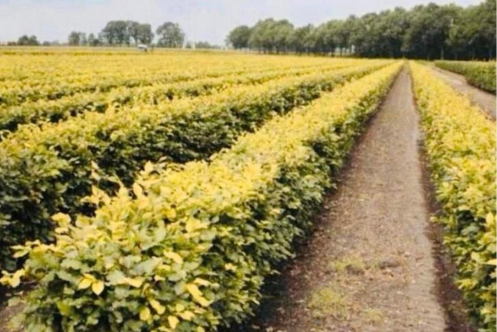 GOEDKOPE beukenhaag & haagbeuk, Tuin en Terras, Planten | Bomen, Ophalen of Verzenden, Bloeit niet, Halfschaduw, Overige soorten