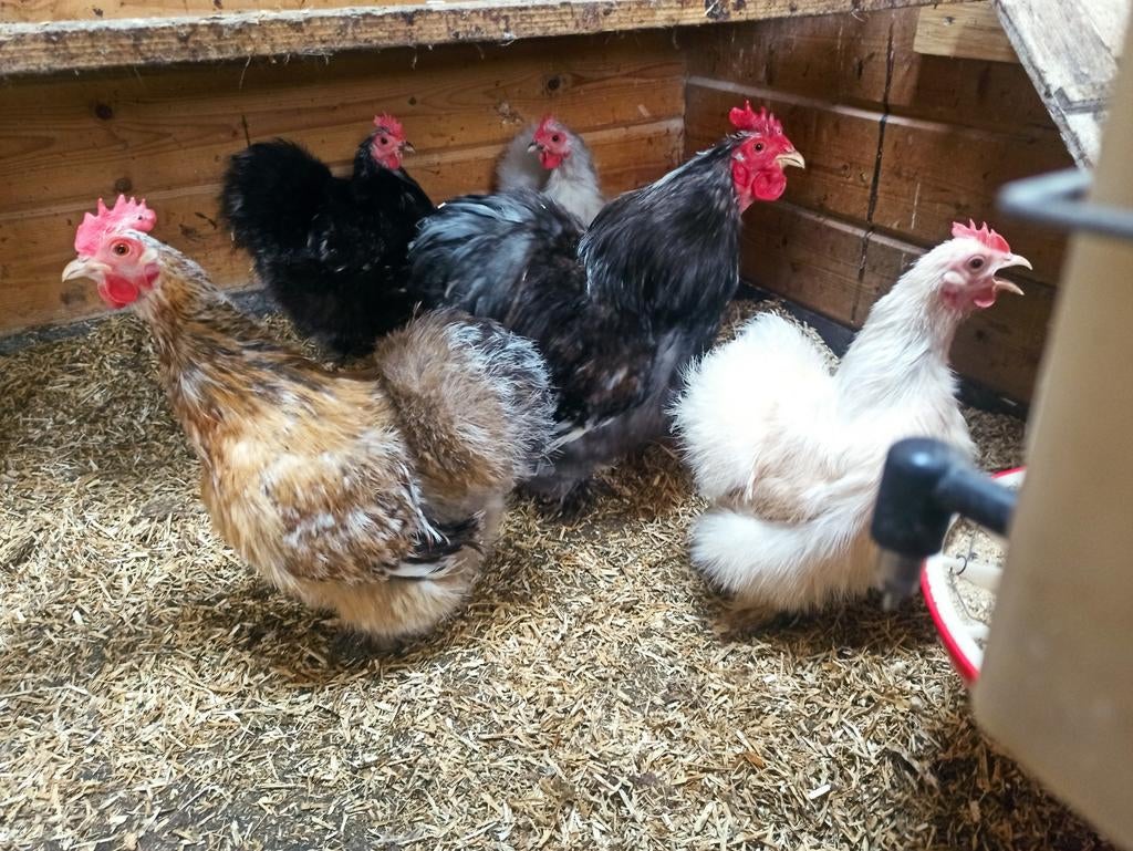 Cochin kriel zijdeveer broedeieren, Dieren en Toebehoren, Pluimvee, Geslacht onbekend, Kip