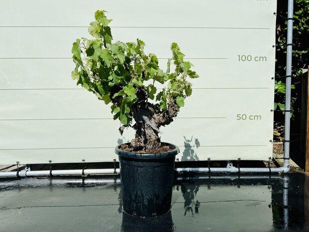 Druivenboom - Op oude stam - stamomvang 25 - 30 cm, 100 tot 250 cm, Zomer, Volle zon, In pot