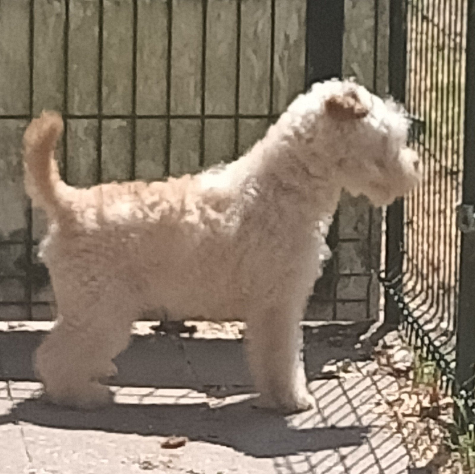 Lakeland terrier teef, 6 jaar of ouder, Parvo, Overige rassen, Teef