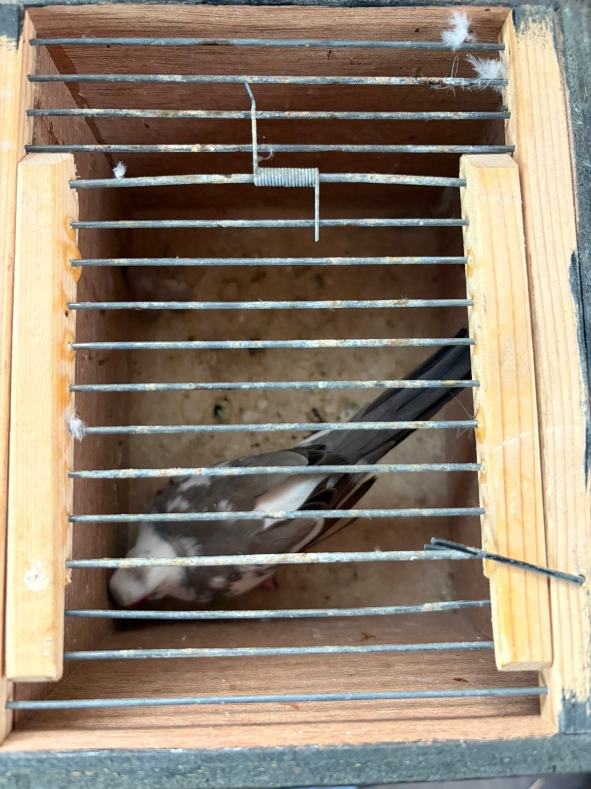diamantduiven koppel, Dieren en Toebehoren, Meerdere dieren