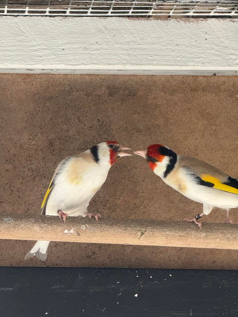 Majoor putter van buiten volière, Dieren en Toebehoren, Meerdere dieren, Wildzangvogel, Geringd