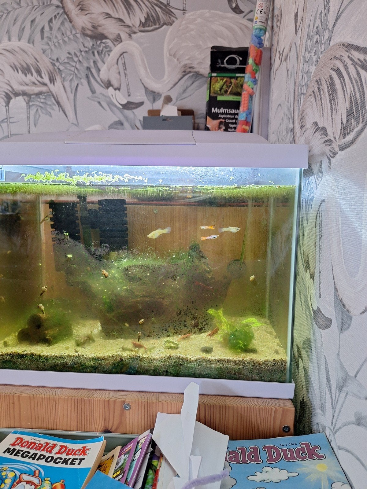 Gratis guppys, Vis