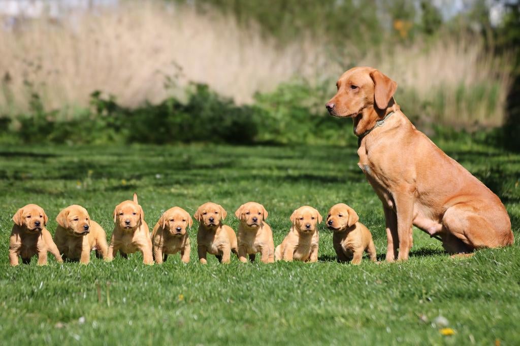 Redfox Labrador pups met stamboom, Parvo, Nederland, Reu, 8 tot 15 weken