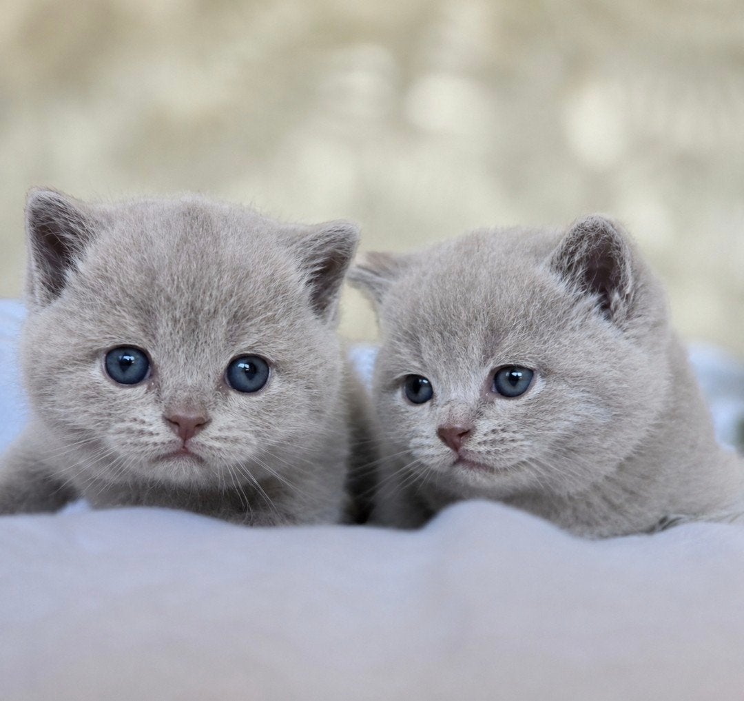 brits korthaar kitten met stamboom & koopovereenkomst, Dieren en Toebehoren, Katten en Kittens | Raskatten | Korthaar, Kater, Met stamboom