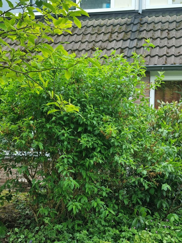 Forsythia (Chinees klokje), Volle zon, Vaste plant, Lente, Ophalen