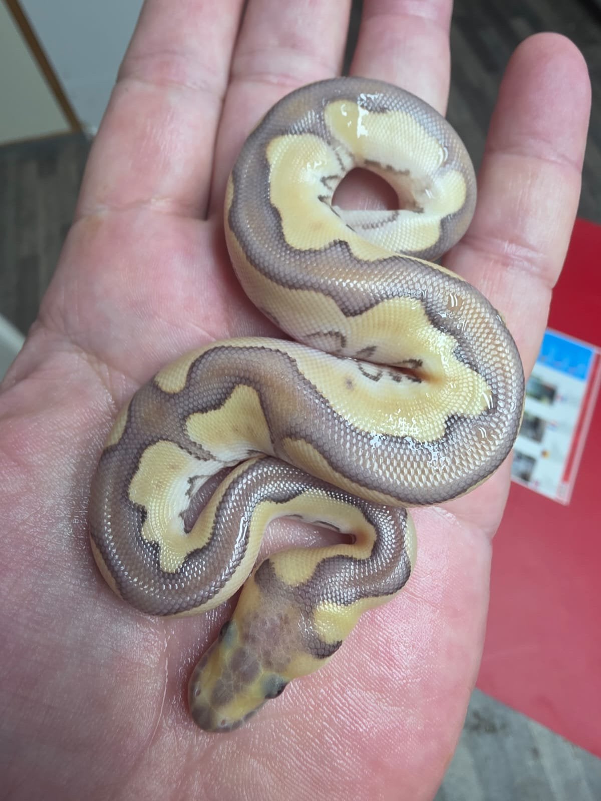 Speciale actie voor alleen nog vandaag! Koningspython man Ball Python - male for sale from willems