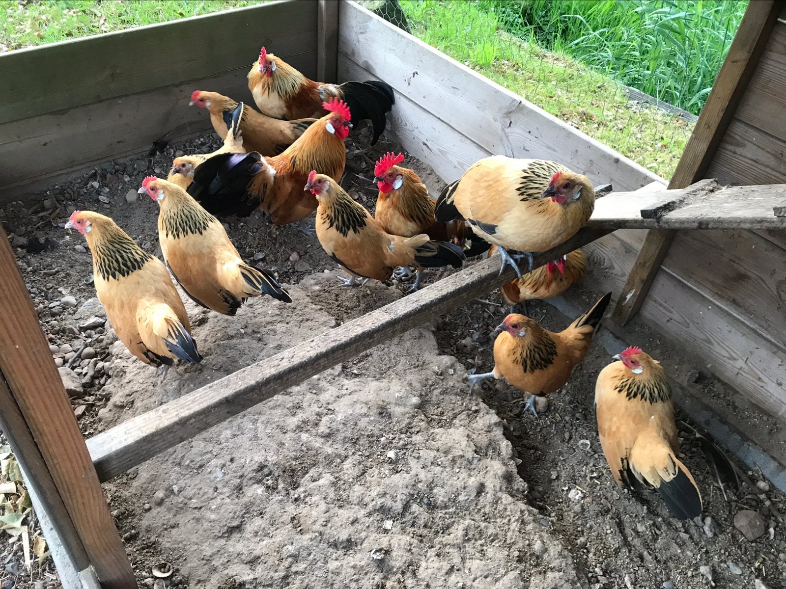 Hollandse kriel te koop!, Dieren en Toebehoren, Pluimvee, Meerdere dieren, Kip