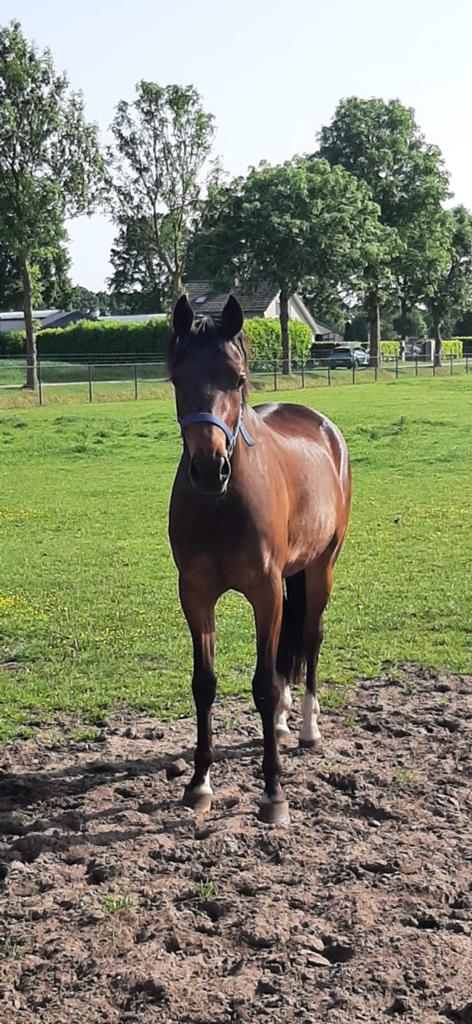 3 jarige pony, Dieren en Toebehoren, Pony's, Hengst, 3 tot 6 jaar