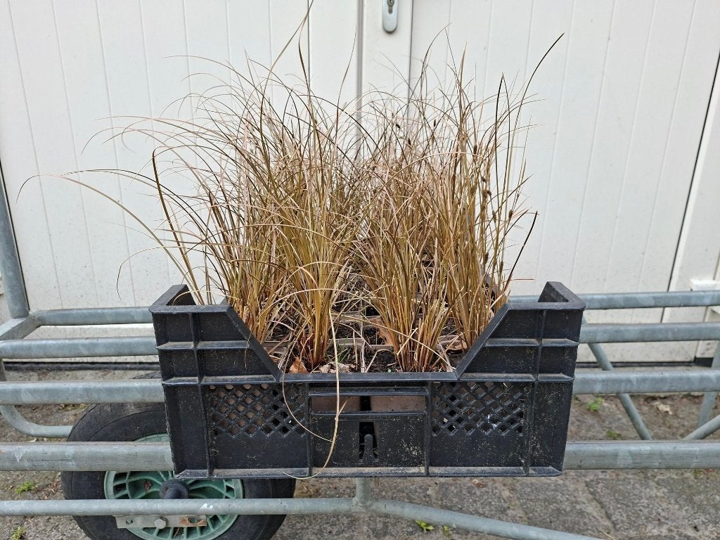 Mooie Carex 'Red Rooster' (Zegge) in pot!, Ophalen, Siergrassen, Halfschaduw