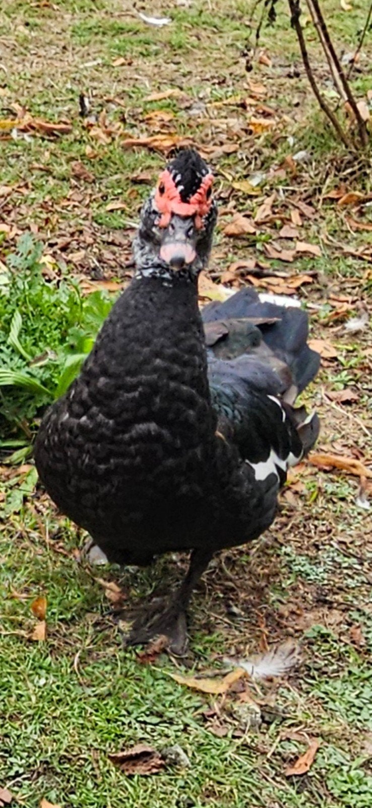 muskuseenden, Dieren en Toebehoren, Mannelijk