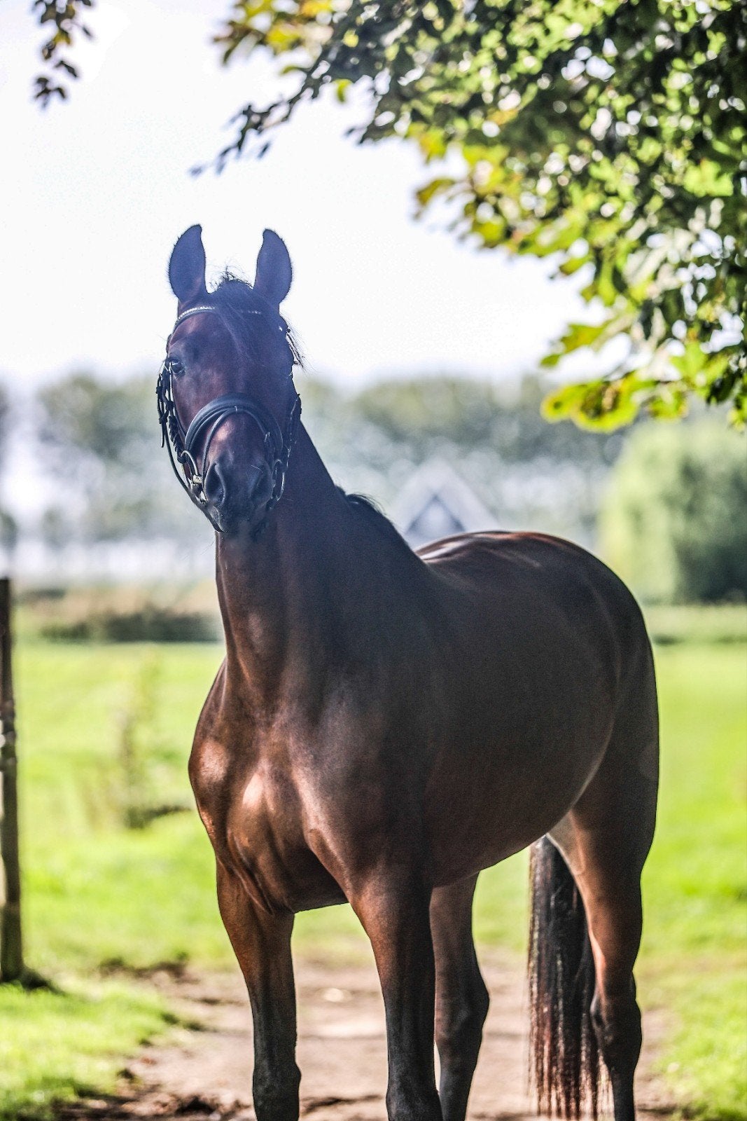 Talentvolle merrie!, Dieren en Toebehoren, Merrie, Dressuurpaard, 3 tot 6 jaar
