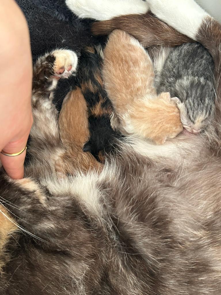 Kittens, Dieren en Toebehoren, Katten en Kittens | Raskatten | Langhaar, Meerdere dieren, Ingeënt