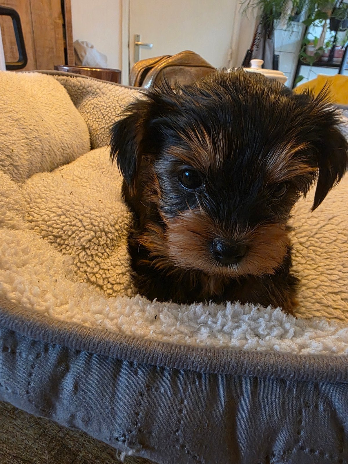 yorkshire terrier pups, Yorkshire Terriër, 8 tot 15 weken, Meerdere, Meerdere dieren