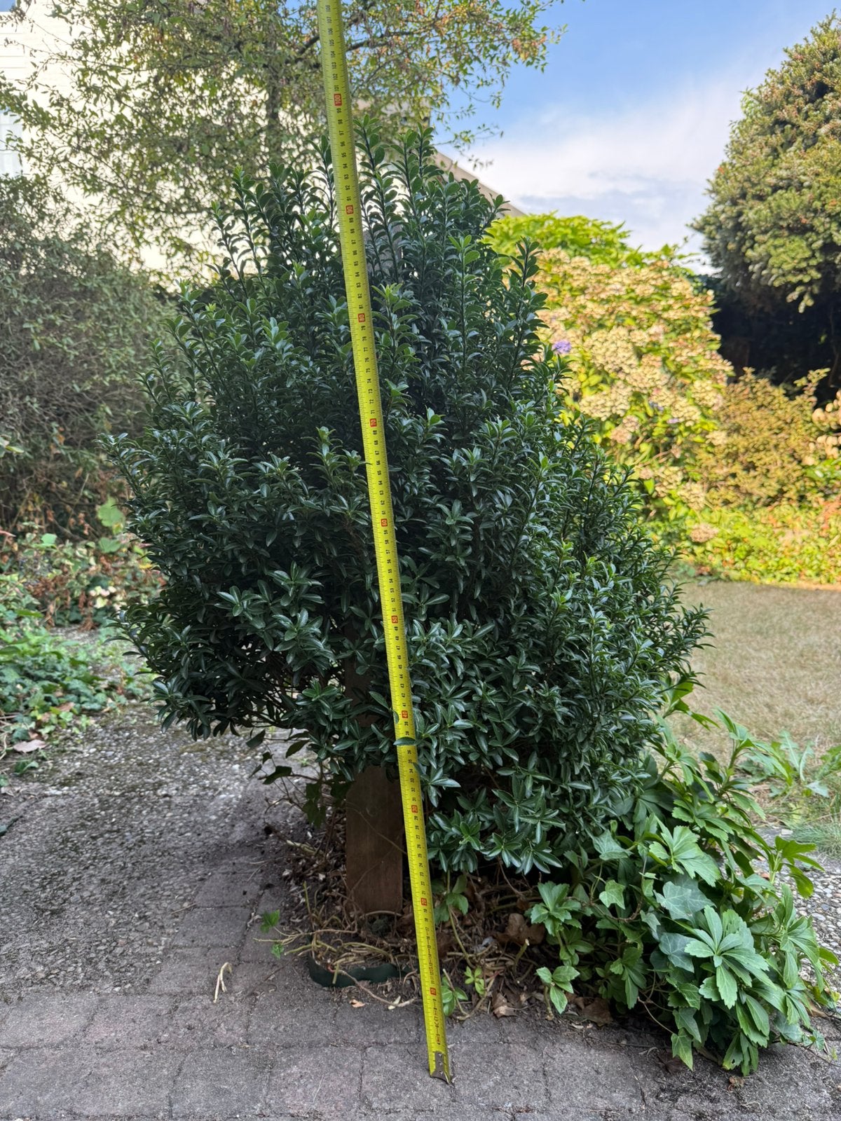Japanse Kardinaalsmuts 'Green Spire' Alternatief voor Buxus!, Volle zon, Bloeit niet, Minder dan 100 cm, Overige soorten