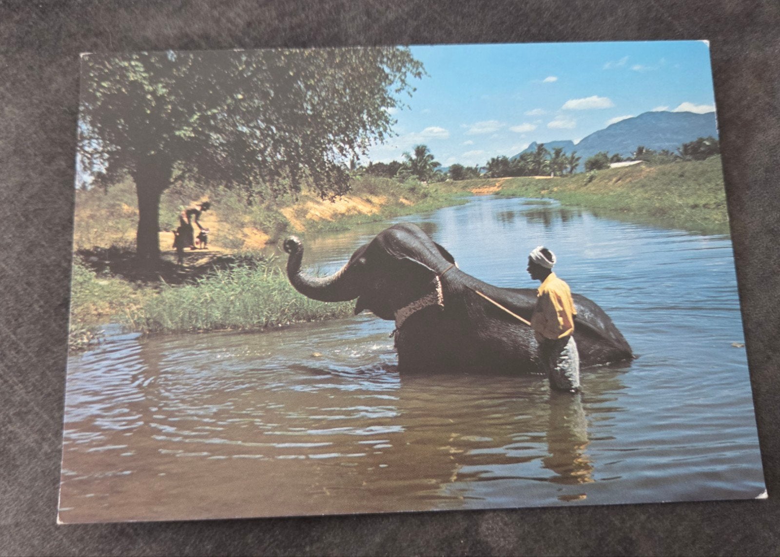 Ansichtkaart Sri Lanka: Olifant in rivier, Verzamelen, Ansichtkaarten | Dieren, Verzenden, 1960 tot 1980, Ongelopen, Wild dier