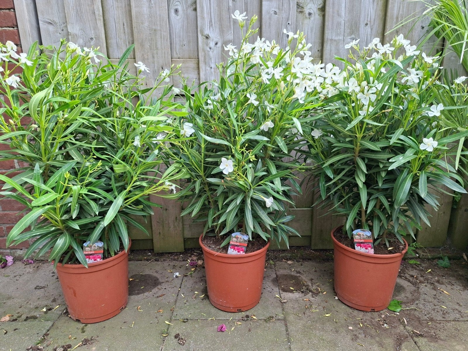Nerium Oleander wit pot 27, Tuin en Terras, Planten | Tuinplanten, Ophalen, Overige soorten, Volle zon