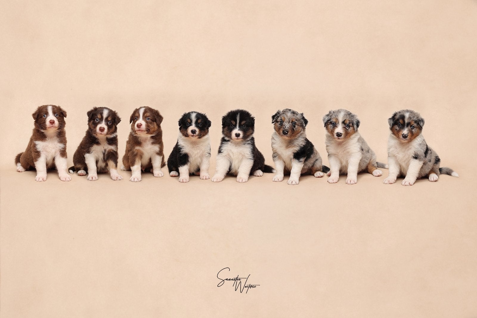 Nest - australian shepherds nog 2 beschikbaar, Dieren en Toebehoren, Honden | Niet-rashonden, Parvo, 8 tot 15 weken, Meerdere
